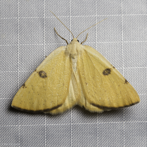 iNaturalist observation photo of Sulphur Moth