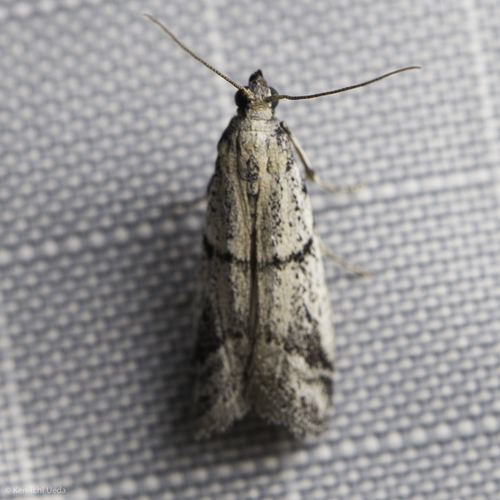 iNaturalist observation photo of Pyralid Snout Moths