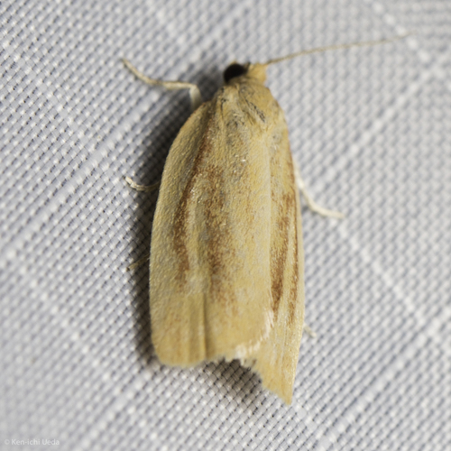 iNaturalist observation photo of Tortricid Leafroller Moths
