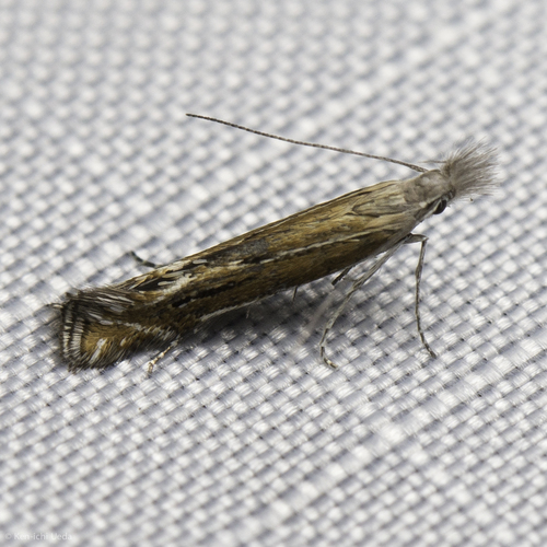 iNaturalist observation photo of Isophrictis