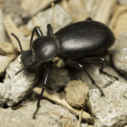 iNaturalist observation photo of Coelocnemis