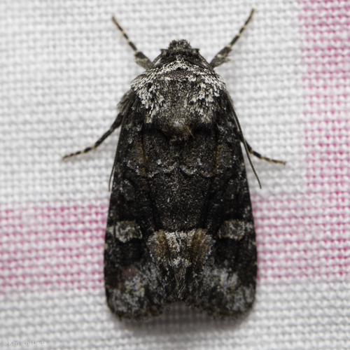 iNaturalist observation photo of Cutworm Moths and Allies