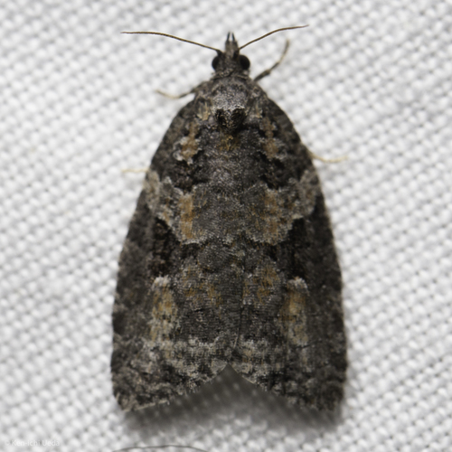 iNaturalist observation photo of Tortricid Leafroller Moths