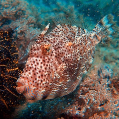 Pseudomonacanthus macrurus