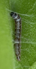 Chionodes pereyra