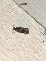 Endothenia nubilana