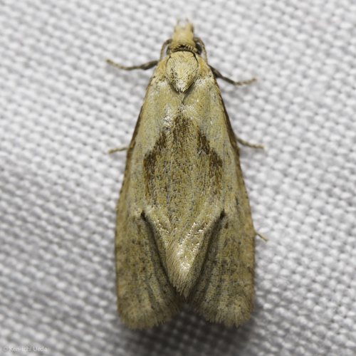 iNaturalist observation photo of Phtheochroa