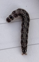 Chionodes pereyra