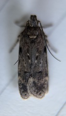 Chionodes pereyra