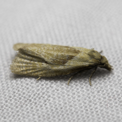 Phtheochroa