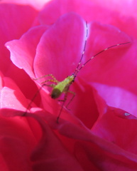Scudderia furcata