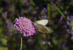 Scabiosa owerinii