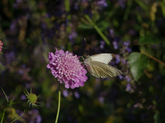 Scabiosa owerinii