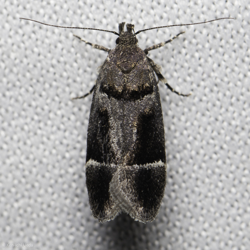 iNaturalist observation photo of Pseudochelaria manzanitae