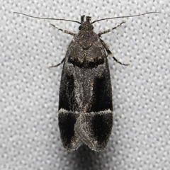 Pseudochelaria manzanitae