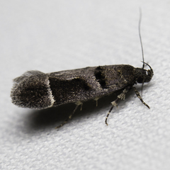 Pseudochelaria manzanitae
