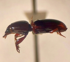 Dyschirius criddlei