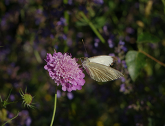 Scabiosa owerinii