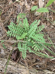 Astragalus soxmaniorum