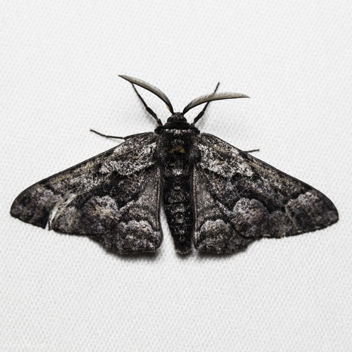 iNaturalist observation photo of Phaeoura mexicanaria