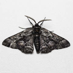 Phaeoura mexicanaria