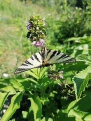 Iphiclides podalirius