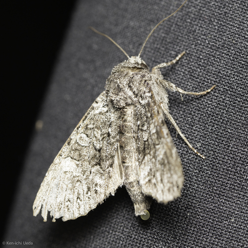 iNaturalist observation photo of Cutworm Moths and Allies