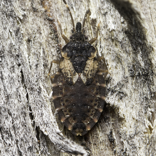 iNaturalist observation photo of Aradus