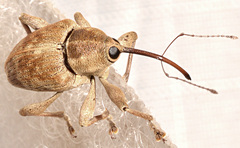 Curculio caryae
