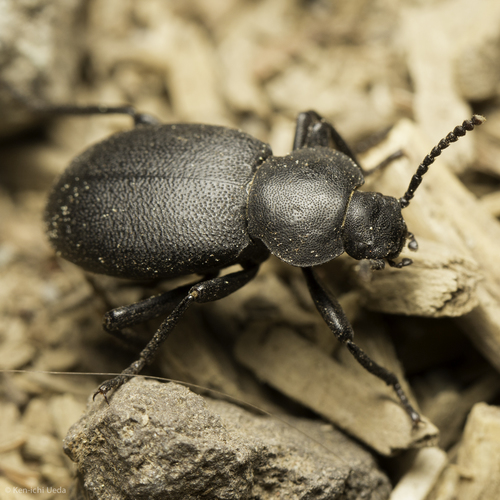 iNaturalist observation photo of Blapylis