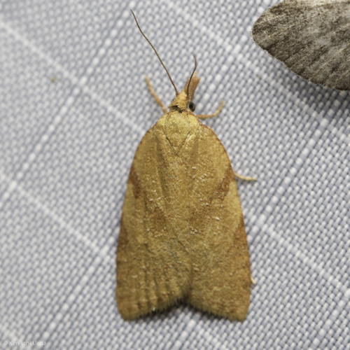 iNaturalist observation photo of Tortricine Ragwort Moth