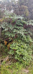 Myrrhidendron