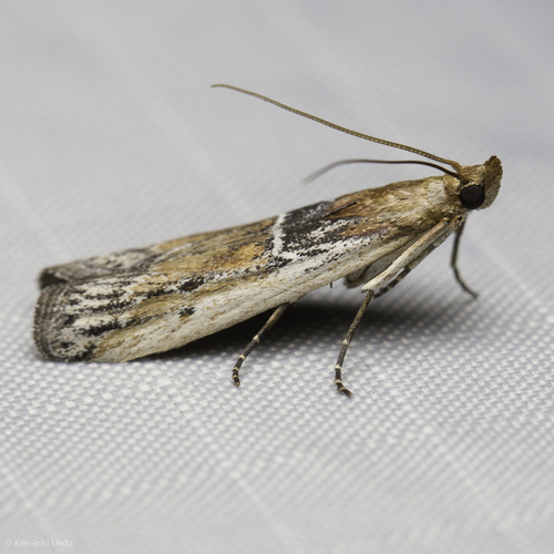 iNaturalist observation photo of Honora
