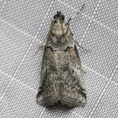 iNaturalist observation photo of Knot-horn Moths