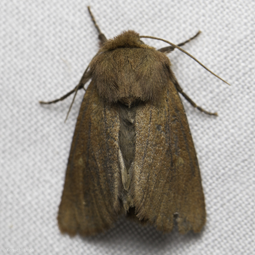 iNaturalist observation photo of Owlet Moths and Allies