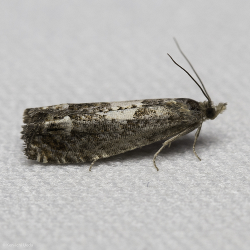 iNaturalist observation photo of Tortricid Leafroller Moths