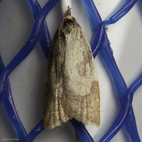 iNaturalist observation photo of Tortricine Ragwort Moth