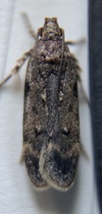 Chionodes pereyra