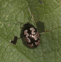 Calligrapha ancoralis