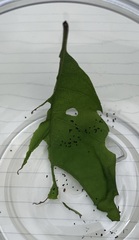 Chionodes pereyra