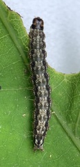 Chionodes pereyra