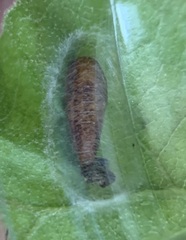 Chionodes pereyra