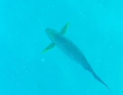 Acanthurus xanthopterus