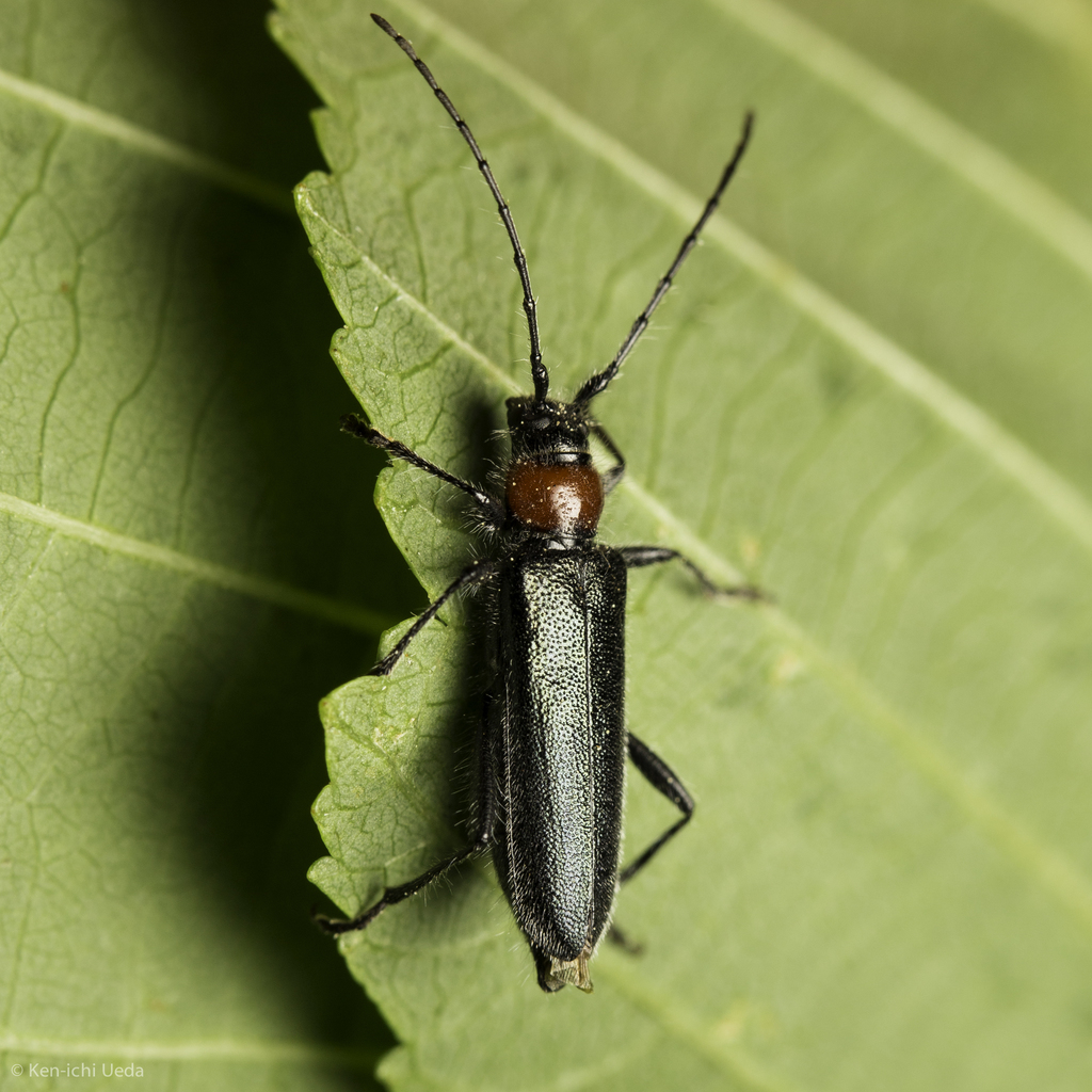 Pronocera collaris