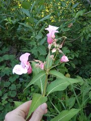 Impatiens glandulifera