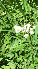 Pieris marginalis