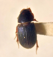 Ataenius hirsutus