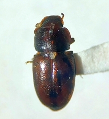 Anepsius montanus