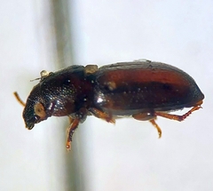 Anepsius montanus