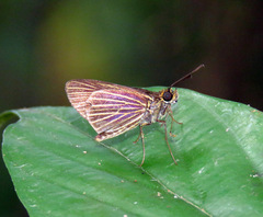 Parphorus storax
